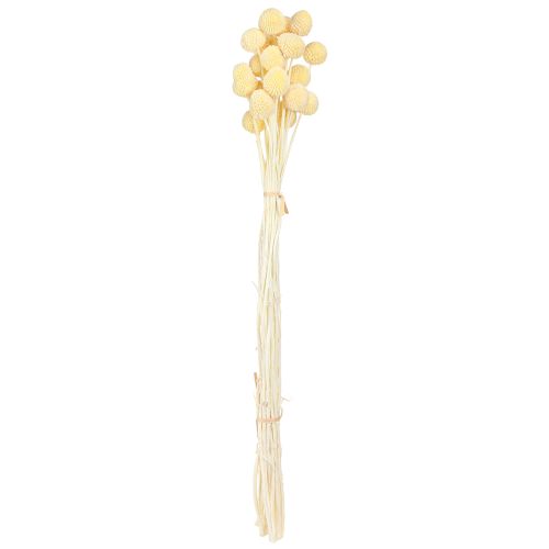 položky Craspedia barvené paličky krémové 50-55cm 20ks