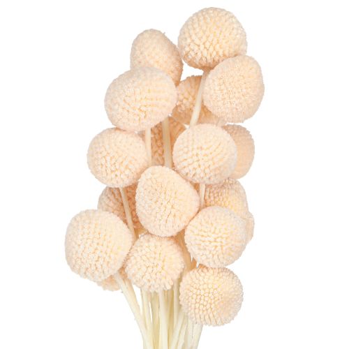 Floristik24 Paličky broskvové barvené Craspedia 50-55cm 20ks