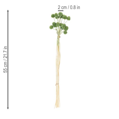 položky Sušené květinové kuličky z kraspedie pro stylové podzimní dekorace, 55 cm, 20 kusů