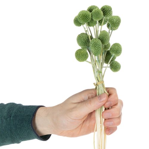 položky Sušené květinové kuličky z kraspedie pro stylové podzimní dekorace, 55 cm, 20 kusů