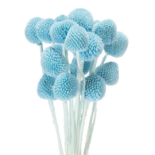 Dekorace ze sušených květin Craspedia do vázy, minimalistický styl, dlouhotrvající letní dekorace, 55 cm, 20 kusů