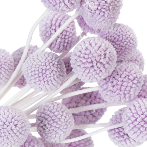 položky Sušené květiny Craspedia pro moderní dekoraci stolu ve vaší domácnosti, 55 cm, 20 kusů