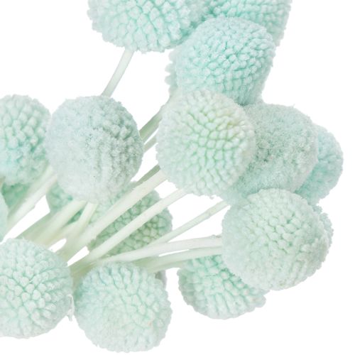 položky Sušené květy Craspedia, dekorativní kytice do obývacího pokoje, dekorace na stůl, svatba, 55 cm, 20 kusů