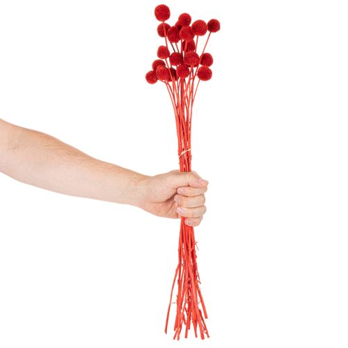 Sušené květy Craspedie, barvené, s dlouhými stonky, 55 cm, 20 kusů | Floristik24.cz