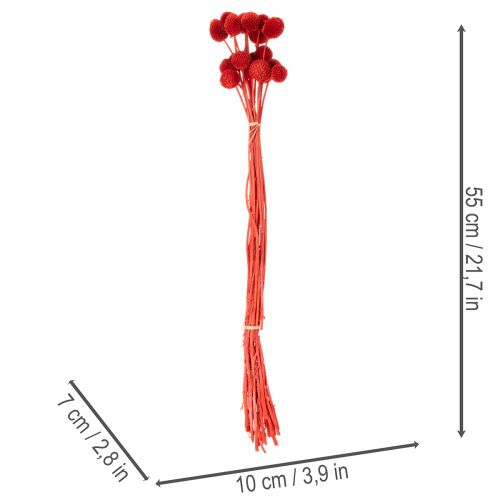 Sušené květy Craspedie, barvené, s dlouhými stonky, 55 cm, 20 kusů | Floristik24.cz