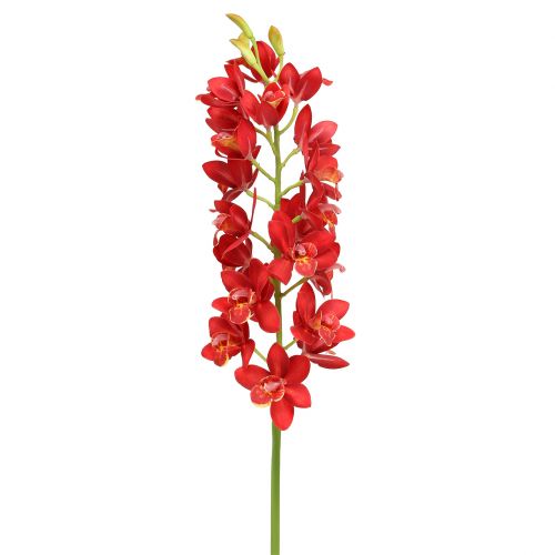 Floristik24 Orchidej Cymbidium červená 78cm