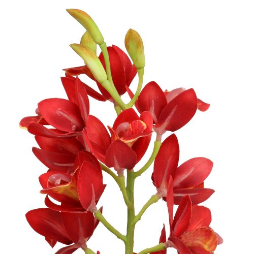 položky Orchidej Cymbidium červená 78cm