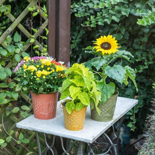 Floristik24 Dekorační vědro ovoce žlutá, oranžová, zelená praná Ø12,5cm H12cm sada 3 ks