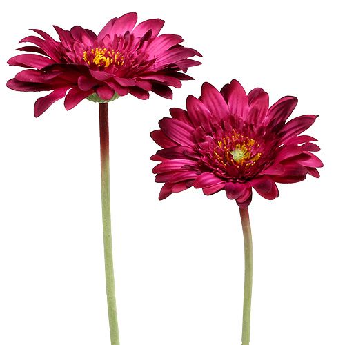 Floristik24 Dekorativní gerbera tmavě růžová Ø10cm L53cm 6ks