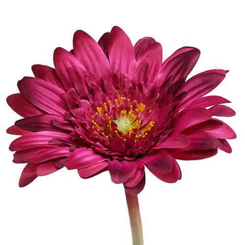 Floristik24 Dekorativní gerbera tmavě růžová Ø10cm L53cm 6ks