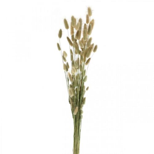 položky Lagurus sušený, Lagurus sušené květy, Přírodní Lagurus tráva L30–70cm 45g