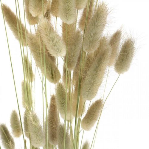 položky Lagurus sušený, Lagurus sušené květy, Přírodní Lagurus tráva L30–70cm 45g