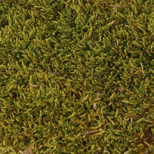 položky Dekorativní mech na výrobu světle zeleného přírodního mechu konzervovaného 150g