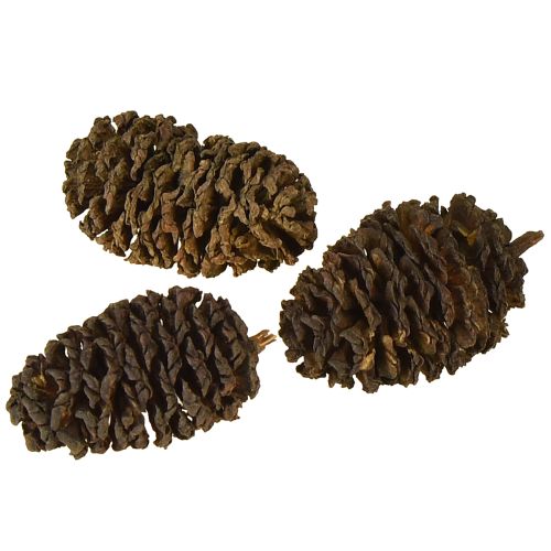 položky Dekorační šišky z olšového dřeva přírodní na zdobení 3-4 cm 200 g