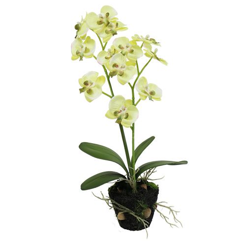 Floristik24 Mini orchidej světle zelená se zeměkoulí 30cm