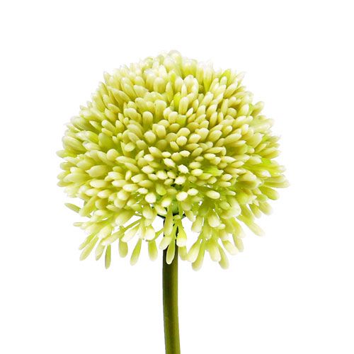 Floristik24 Deco allium cream Ø6,5cm L39cm