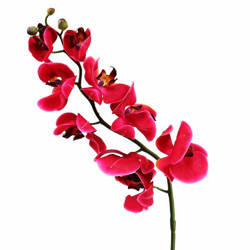 Floristik24 Dekorativní orchidej ve fuchsiové barvě 77cm