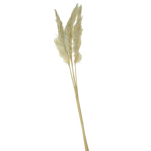 Floristik24 Dekorativní pampová tráva krémová suchá tráva bělená 95cm 3ks
