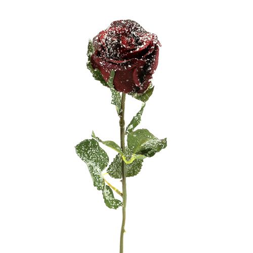 Floristik24 Deco růže zasněžená červená Ø6cm 6ks