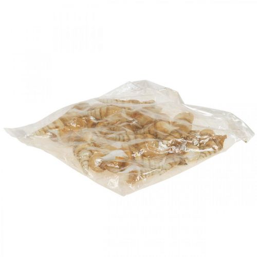 Floristik24 Deco ulita námořního šneka špičatá 1kg