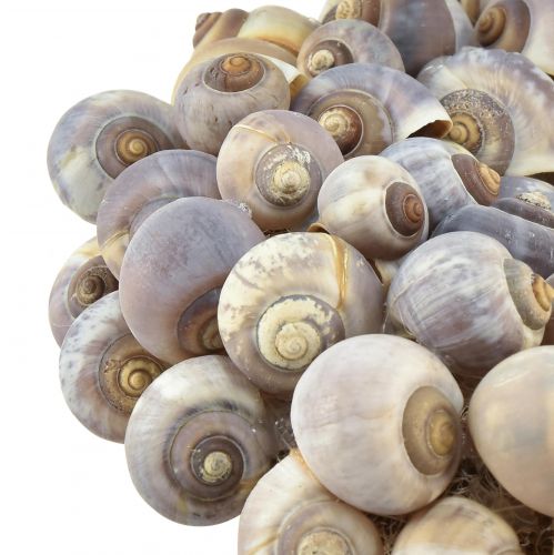 Floristik24 Dekorativní námořní šnečí věnec na zavěšení mořských šneků Ø25cm