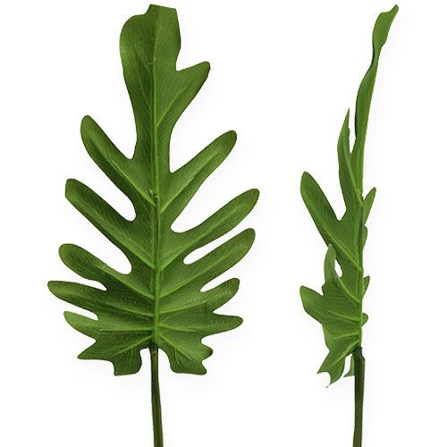 Floristik24 Ozdobné listy filodendron zelený š11cm d34cm 6ks