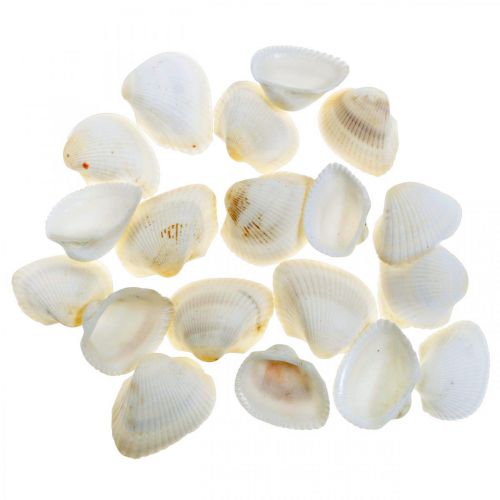 položky Deco Shell White Skutečné mušle v rafiové síti deco maritime 400g
