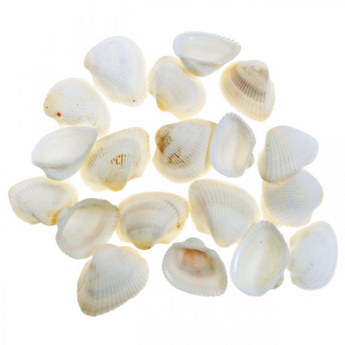 Floristik24 Deco Shell White Skutečné mušle v rafiové síti deco maritime 400g