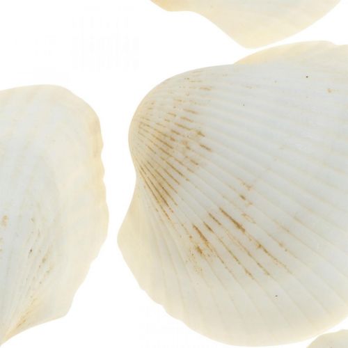 Floristik24 Deco Shell White Skutečné mušle v rafiové síti deco maritime 400g