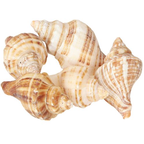 položky Mušle Dekorativní krémově hnědé pruhované 3cm–8cm 300g
