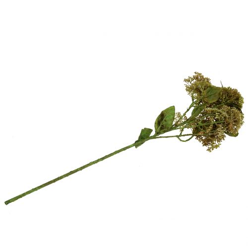 Floristik24 Dekorativní větev rozchodník zelený 58cm