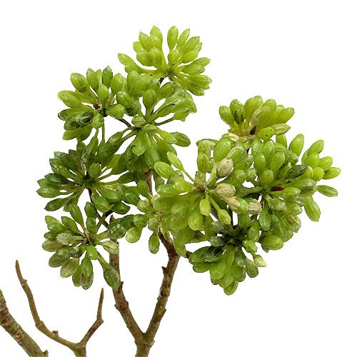 Floristik24 Deco větev zelená 80cm