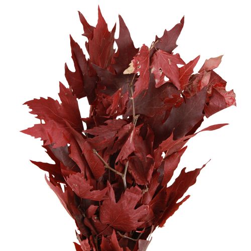 Floristik24 Ozdobné větve javorové listy dekorativní javorové listy červené 50-60cm 100g
