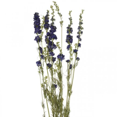 Floristik24 Sušené delphinium, suché květinářství, delphinium blue L64cm 25g
