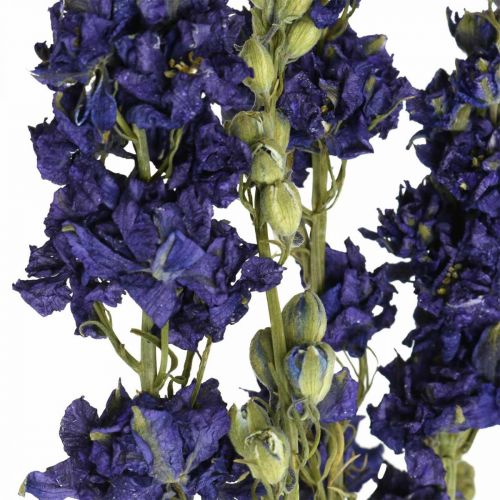 položky Sušené delphinium, suché květinářství, delphinium blue L64cm 25g