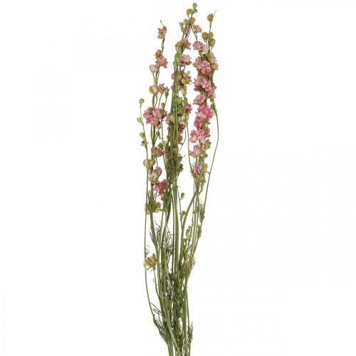 Floristik24 Sušená květina delphinium, Delphinium pink, suché květinářství L64cm 25g