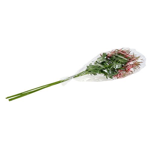 Floristik24 Větev bodláku růžová, zelená L67cm 4ks
