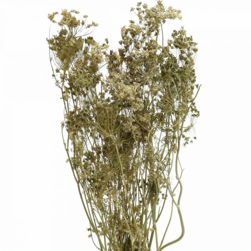 Floristik24 Sušené květiny kopr příroda suchá floristika 50cm 20p