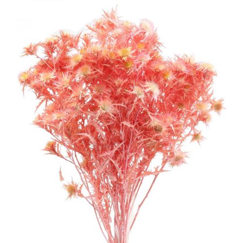 Sušená deko větvička bodláku Dusty růžové sušené květy 100g