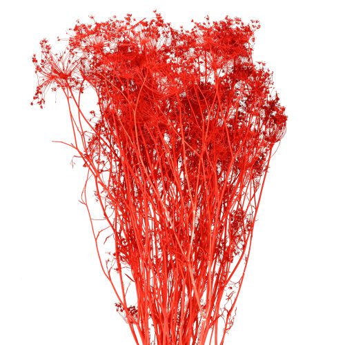 Floristik24 Sušené květy Umbellifera červené 70 cm 150 g