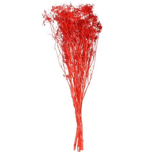 položky Sušené květy Umbellifera červené 70 cm 150 g