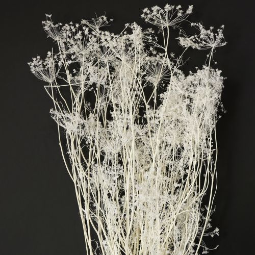 Floristik24 Sušené květy Umbellifera bílé 70-80cm 150g