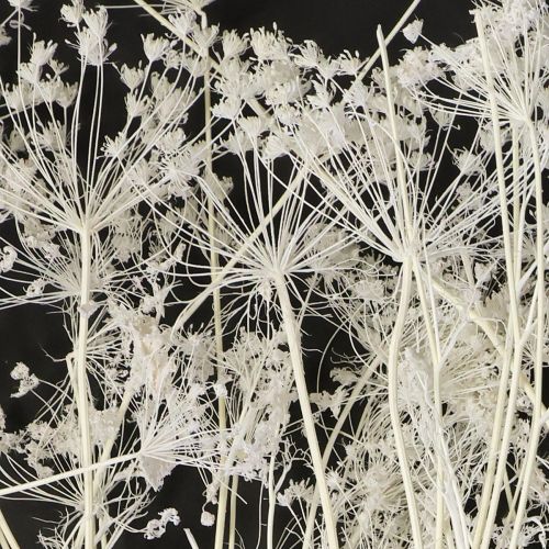 položky Sušené květy Umbellifera bílé 70-80cm 150g