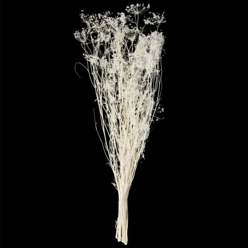 položky Sušené květy Umbellifera bílé 70-80cm 150g