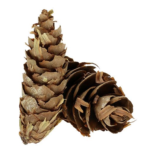 Floristik24 Šišky z douglasky 10kg