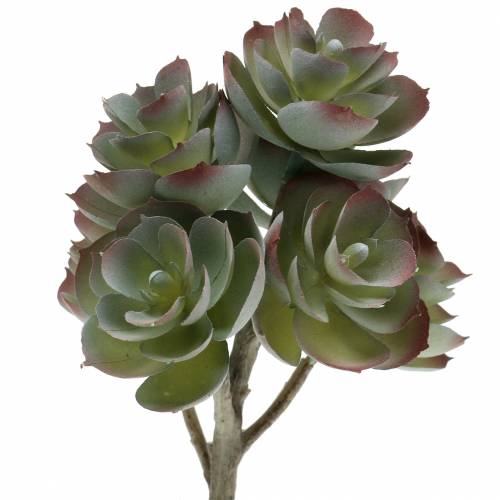 Floristik24 Sukulentní Echeveria tmavě zelená 21cm 3ks