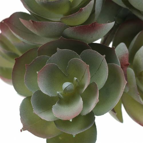 Floristik24 Sukulentní Echeveria tmavě zelená 21cm 3ks