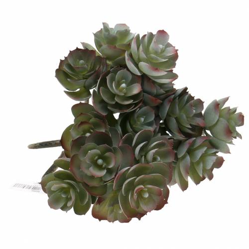 Floristik24 Sukulentní Echeveria tmavě zelená 21cm 3ks