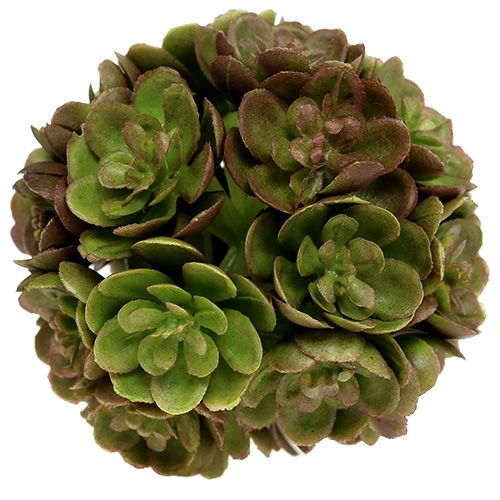 Floristik24 Echeveria koule 5cm zelená 4ks