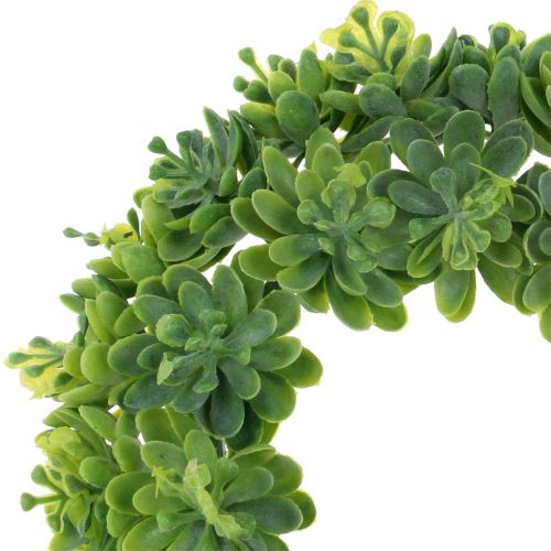 Floristik24 Echeveria věnec zelený Ø18cm 4ks